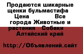 Продаются шикарные щенки бульмастифа › Цена ­ 45 000 - Все города Животные и растения » Собаки   . Алтайский край